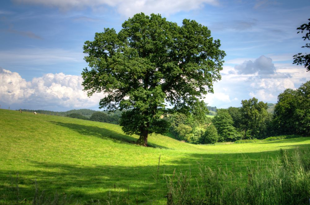 tree in the green field